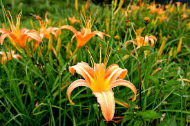 tiger lilies and day lilies