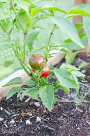 square foot gardening tips what we ve