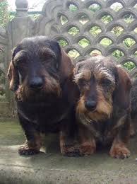 Dachshund puppies + join group. Miniature Dachshund Wire Haired Breed Information History Health Pictures And More