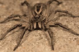 Learn More About Common Spiders In South Florida