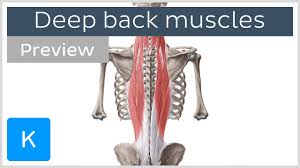 Musculoskeletal anatomy, kinesiology, and palpation for. Deep Muscles Of The Back Attachments Innervation And Functions Preview Human Anatomy Kenhub Youtube