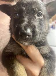 German shepherd dog litter for sale in madison, tn, usa. German Shepherd Dog Puppy Dog For Sale In West Olive Michigan