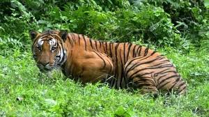 India Tiger Census Shows Rapid Population Growth Bbc News