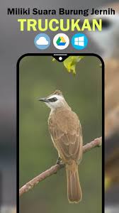 Overall rating of suara burung trucukan ngerol is 4,0. Suara Burung Trucukan Gacor Ngropel For Android Apk Download