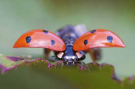 ladybug facts for kids