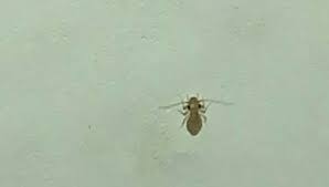 small bugs on bedroom walls bugguide net
