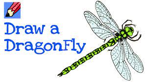 how to draw a dragonfly real easy you