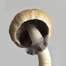 difees tipos de cogumelos mágicos