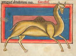 There are three living species of camels. Medieval Manuscripts Blog Animals