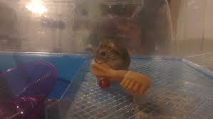 Syrian hamsters must live on their own as they are territorial mammals and will start to fight with each other once they have reached maturity, which is between 8 and 12 weeks. Russian Dwarf Hamster The Basics To Happyness