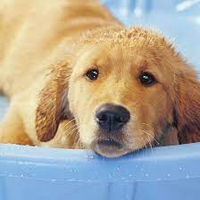 Using human shampoo on a dog is not dangerous, but it will not clean as thoroughly as a dog shampoo, especially if your dog has a sensitive skin type. How To Bathe And Groom Your Puppy