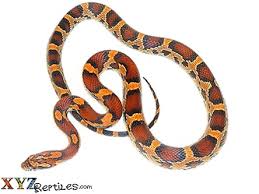 okeetee corn snake for with live