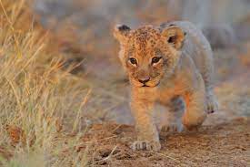 Cute Lion Cubs Wallpapers - Top Free ...