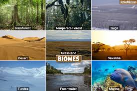 biomes what is a biome diffe