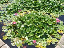 a er s guide to pond plants help