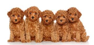 a comprehensive guide to the toy poodle