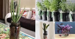 Indoor Plants To Grow In Jars And Bottles