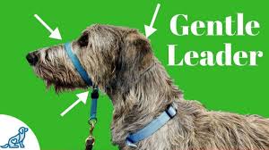 How To Use A Gentle Leader Head Collar Professional Dog Training Tips
