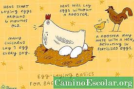 Namun, jenis telur yang anda mungkin tak pernah lihat atau beli, adalah telur ayam belanda. Bolehkah Ayam Bertelur Tanpa Ayam Kerja Kerja Rumah 2021