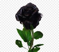 transpa black rose png