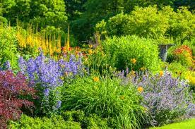ideas for easy perennial flowering plants