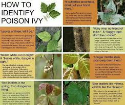 Poison Ivy Chart Survivalist Info Identify Poison Ivy