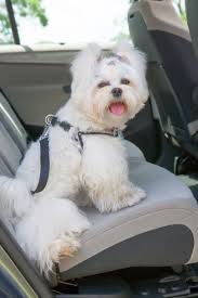 5 Best Dog Harnesses For Car Travel In