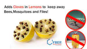 ADD CLOVES IN LEMONS TO KEEP AWAY BEES,MOSQUITOES AND FILES - YouTube