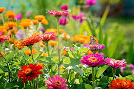 Caring For Your Garden S Flowers