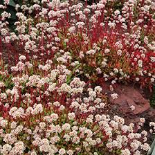 red carpet crula scens ssp