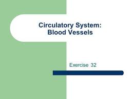 Chapter 16 The Cardiovascular System Ppt Video Online