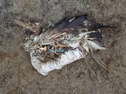 Image result for whale killed by plastic