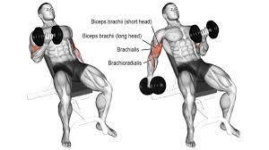 55 top bicep exercises names with images