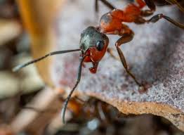 fourmis charpentières comment se