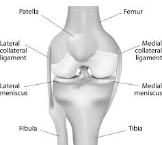 knee meniscus align orthopaedics