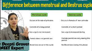 Difference between Menstrual Cycle & Oestrous Cycle (Human Reproduction) |  Education Point - YouTube