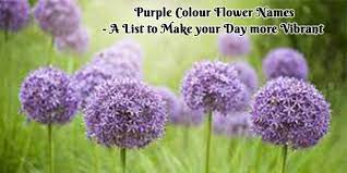 purple colour flower names a list to