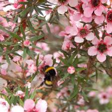 It is great to have a mix, to cater for as many insects as possible. 20 Flowering Shrubs For Bees Butterflies And Other Pollinators