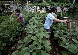 Urban Poor Families Set Up Food Gardens