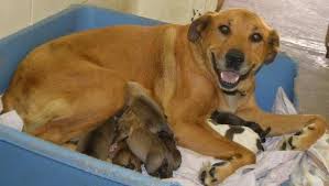Regrettably there are multiple greater. Petition Please Help Me Save Animals Currently In Kill Shelters Now Put An End To All Kill Shelters Go No Kill Now Change Org