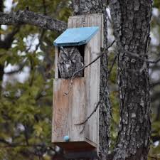 Kingwood Original Cedar Owl House Box W