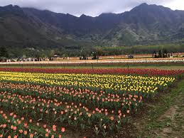 srinagar tulip garden opens on 19 mar
