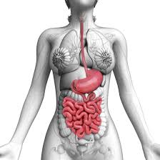 Your Digestive System In Pictures