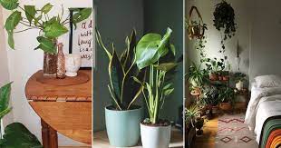 how to grow houseplants in a room with