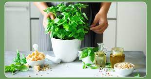 Expert Advice 9 Indian Herbs Kitchen