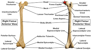 The blood vessels inside a bone. Femur Bone Anatomy Labeled Diagram Quiz Color Coded Parts Skeletal System Lower Extremity Ezmed