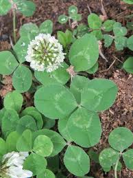 Trifolium repens - Wikipedia