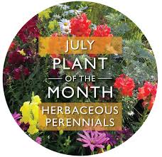 Plant Of The Month July Garsons