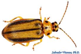 Coleoptera Chrysomelidae Xanthogaleruca Luteola Elm Leaf Beetle G