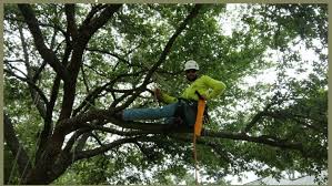 In order to become an isa certified arborist, a comprehensive exam designed by the international society of arboriculture must be passed, and the certification must be maintained on a regular basis through continued education. Arborist Texas Tree Team Houston Tree Service Consulting Arborists